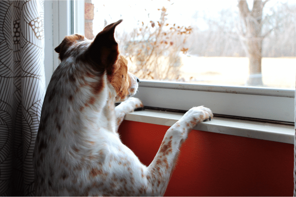 search intent