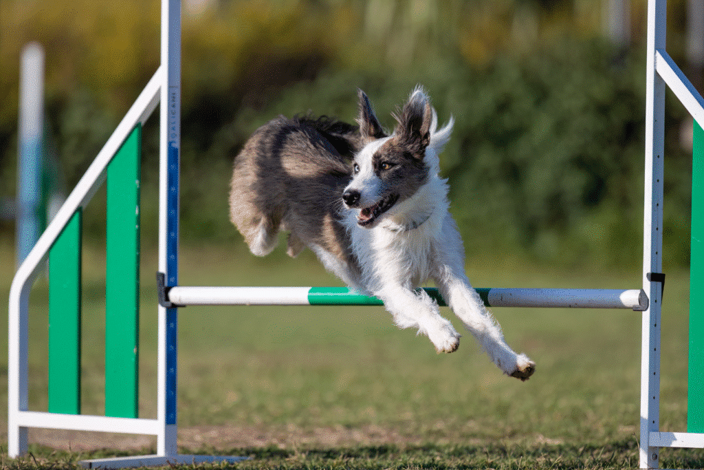 Dog leaping over agility course hurdle.