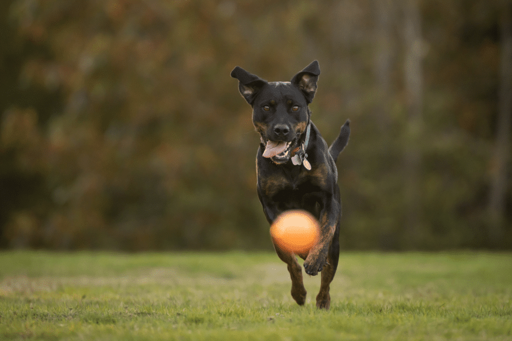 dog with ball (1620 x 1080 px)