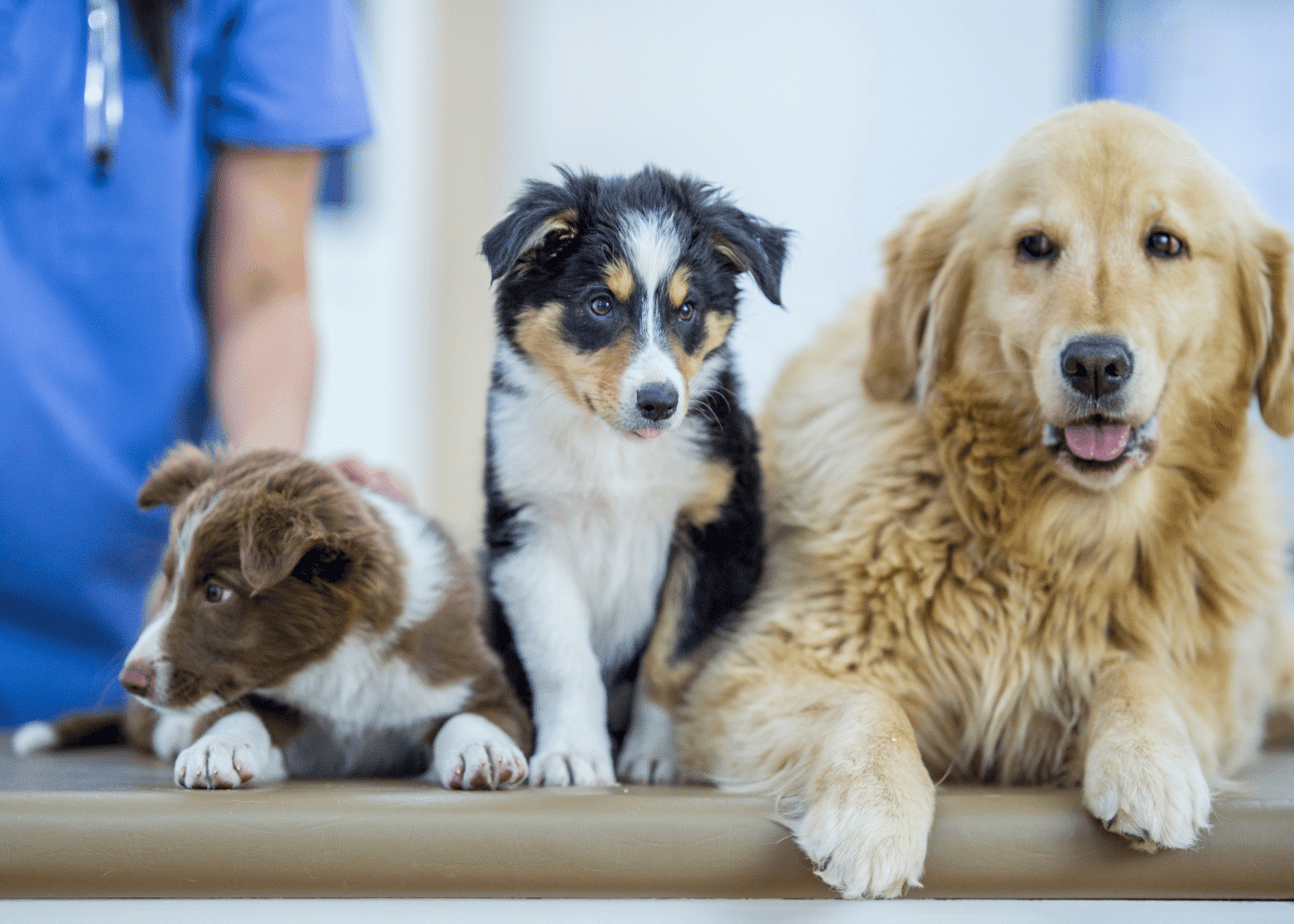 Three puppies at a veterinary clinic