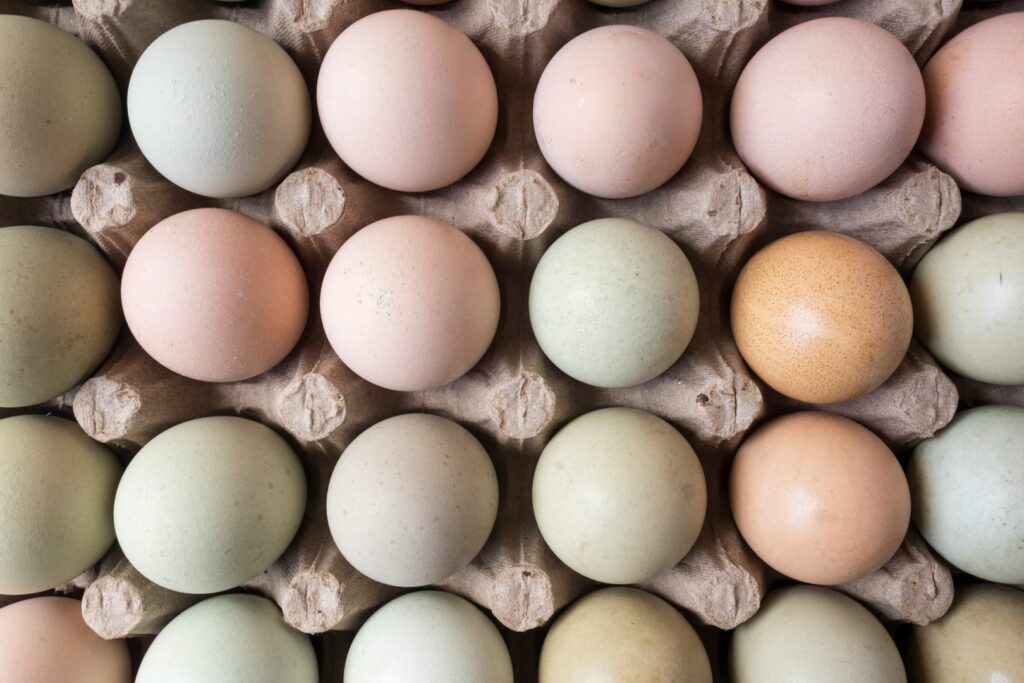 Eggs in many colors in one carton, representing different AI tool answers to the same question