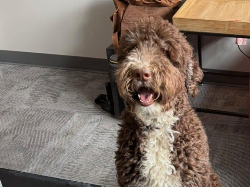 Office dog in the VOLTAGE office