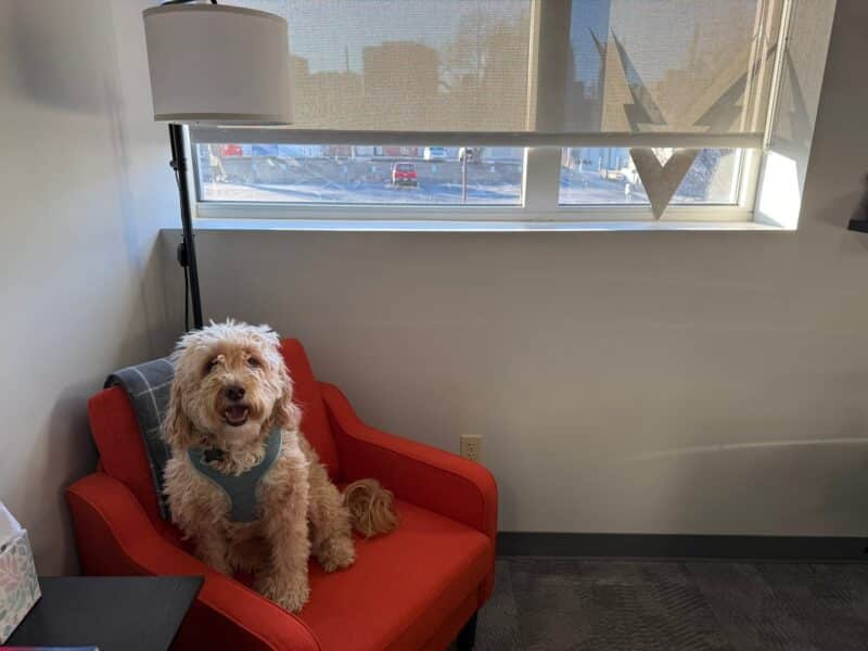 Office dog relaxing in the VOLTAGE office
